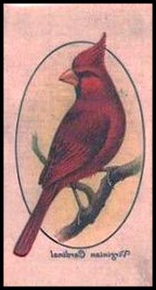 41 Virginian Cardinal